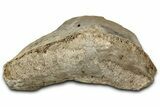 Fossil Tyrannosaur (T rex) Vertebra Section - Wyoming #350474-2